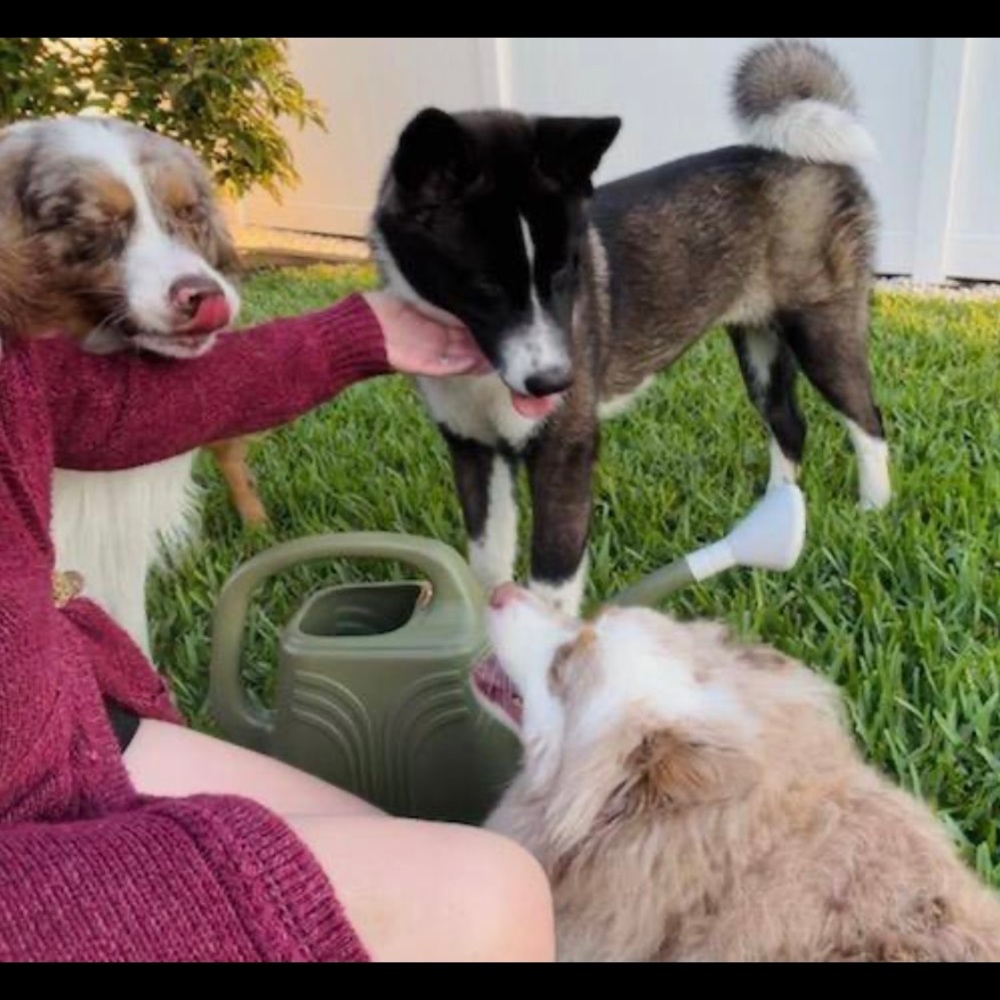 Meet your Posher, Dominique